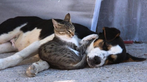 Veterinerler Odası'ndan kedi ya da köpek tüyü açıklaması!