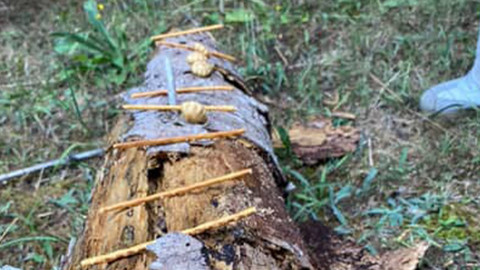 Düzce’de ormanda serinlemeye gitmişlerdi… Ağaçların arasından çıkan canlıyı elleriyle beslediler