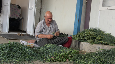 Isparta’da üretilen karanfilin yüzde 95’i Avrupa ülkelerine ihraç ediliyor
