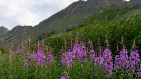Alaska’da yazın sonunu müjdeleyen çiçek açtı, doğa mora boyandı
