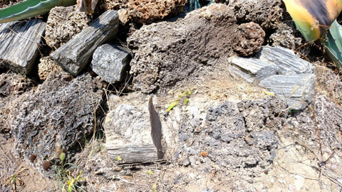 Balıkesir kampüsünde 20 yıl bekledi, tek gecede çiçek açıp yok oldu