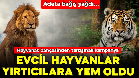 Hayvanat bahçesi yırtıcılara yem olsun diye evcil hayvan istemişti! Adeta bağış yağdı!