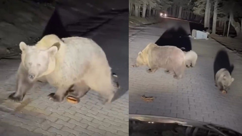 Uludağ'da ayı saldırısı! Korku dolu anlar kameraya yansıdı