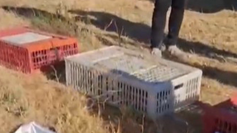 Isparta’da 200 canlı aynı anda doğaya bırakıldı, ekosisteme ve sağlığa katkı sağlayacak