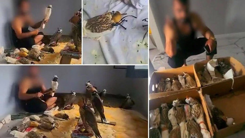 Görüntüler sosyal medyada yayılmıştı: Silivri’de kuş kaçakçılığı operasyonu