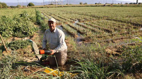 Aydın ovasında kuraklık nedeniyle çiftçiler sulamayı gece ve sabah erken saatlere çekti