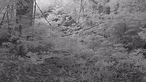 Bursa’da yiyecek ararken fotokapana takılan orman sakinleri en doğal halleriyle görüntülendi