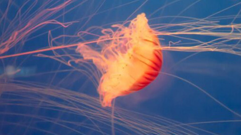 Fransa'da nükleer denizanası alarmı