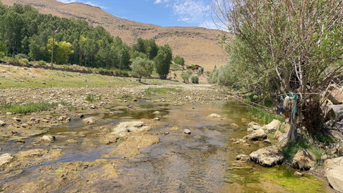 Van’da Bendimahi Çayı’ndaki su çekilince yüzlerce yavru balık sığ sularda mahsur kaldı