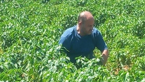 Menteşe’de ürünlerde pestisit kalıntısı kontrolü için hasat öncesi numune alınıyor