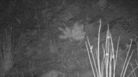 Denizli’de fotokapanlar farklı yönlere hareket eden onlarca canlıyı görüntüledi