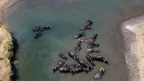Onlarca manda, Erzincan’da kavurucu sıcakta serinlemek için soğuk suyun keyfini çıkardı