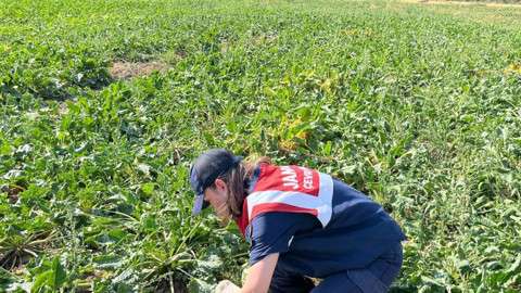 Uşak’ta ölü gibi hareketsizdi, gerçek gözlerine bakılınca anlaşıldı. Ekipler tarafından koruma altına alındı