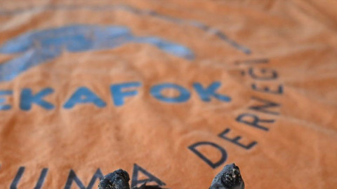 Milyonda bir görülen olay Manavgat sahilinde yaşandı. O yavrular siyam ikizi olarak dünyaya geldi