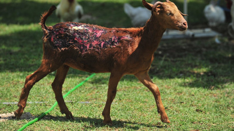 Yanık yaralarını sevgiyle sarıyorlar, alevlerin arasından kurtarılan 2 kuzu ve 13 koyun, ömürlük yuvalarında