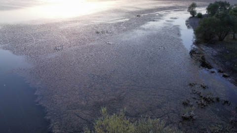 Çorum Alaca’daki İbrahimköy Göleti yosun ve atıklarla doldu, vatandaşlar tepkili