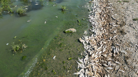 Afyonkarahisar’daki Seyitler Barajı’nda yüzlerce balık oksijensizlikten öldü