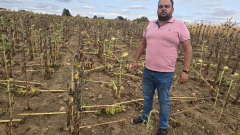 Süloğlu’nda ayçiçeği tarlalarını yaban domuzları bastı, çiftçiler av yasağının kaldırılmasını istiyor