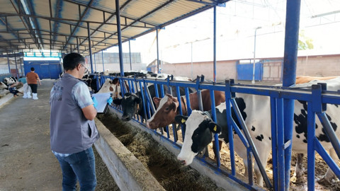 Niğde’de şap hastalığına karşı 190 bin hayvan aşılandı, üreticilere bilgilendirme yapıldı