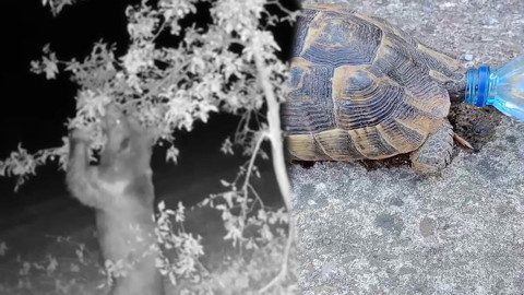 Kastamonu’da ayı meyve ağacına tırmanıp dalları talan etti, o anlar kameraya yansıdı