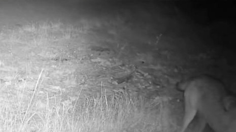 Çankırı’da iz bırakmadan geziyorlardı, gecenin karanlığında anbean  fotokapana yakalandılar