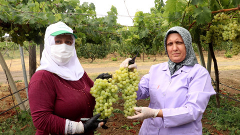 Tekirdağ’da tescilli Süleymanpaşa beyazı üzümünün hasadı başladı, 3 dekardan 5 ton rekolte bekleniyor
