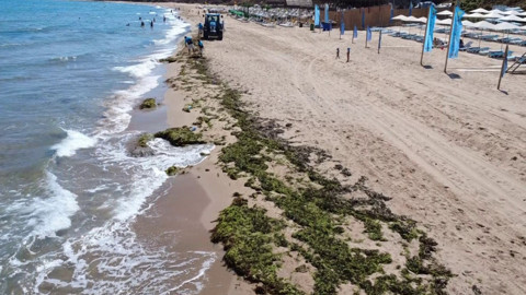 İstanbul Şile’de kuvvetli rüzgarın ardından yosunlar kıyıya vurdu, sahil ekiplerce temizlendi