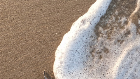 Antalya’nın Belek sahillerinde binlerce yavru, kumların arasından sürünerek mavi sulara ulaştı