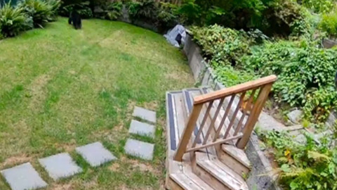 Kanada’da eve giren ayıyı küçük cüssesiyle korkutup kaçıran kahraman köpek herkesi şaşırttı