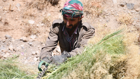 Şırnak’ın Uludere ilçesinde çiftçiler, yaylada topladıkları otları katırlarla öğütüp kışlık yem hazırlıyor