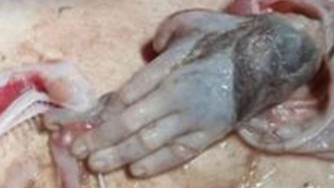 Balıkçının tuttuğu balığın içinden çıkanı görenler dehşete düştü