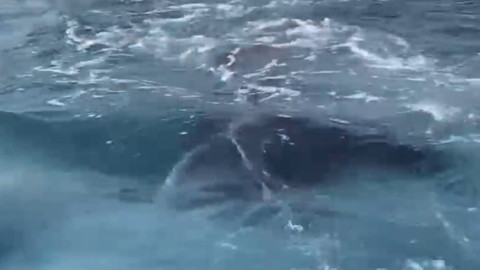 Antalya’nın Demre ilçesinde kayalıklara sıkışan hayvan tekneciler tarafından kurtarıldı