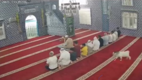 Cemaat namazdayken camiye oğlak sürprizi