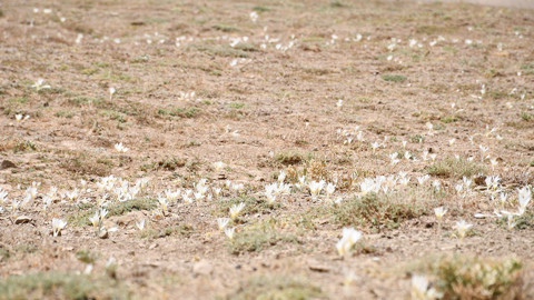 Şırnak'ta kışın habercileri topraktan çıktı yaylalar terk edilmeye başladı