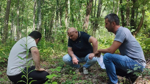 Düzce Orman İşletme Müdürlüğü gençlik bakımı çalışmalarını yerinde denetledi