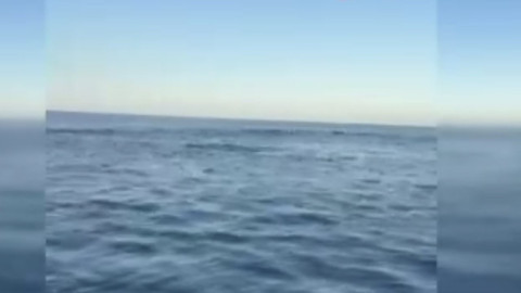 Tekirdağ Şarköy’de balıkçı teknesinin yanına sürü halinde geldiler, suyun üstüne çıkıp yarıştılar