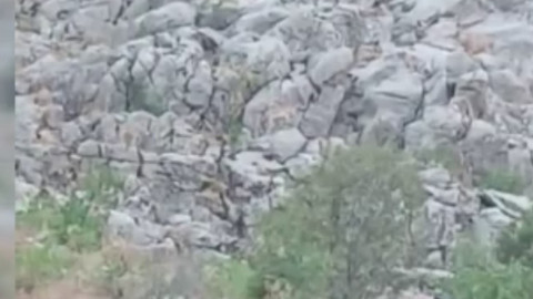 Elazığ’da aynı anda ortaya çıktılar, sürü halinde dağlarda dolaştılar