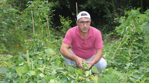 Amasya Taşova’da ayılar bahçeye girdi, fasulyelere zarar verdi