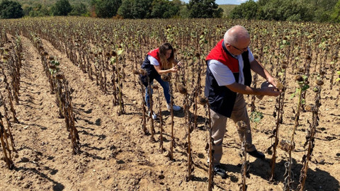 Kırklareli’de ayçiçeği üretimi kuraklıktan ağır darbe aldı, teknik ekip köy köy tespit yapıyor