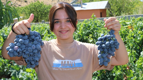 Erzincan’ın Üzümlü ilçesinde tescilli Cimin üzümü hasadı başladı, verim ve fiyat çiftçinin yüzünü güldürdü