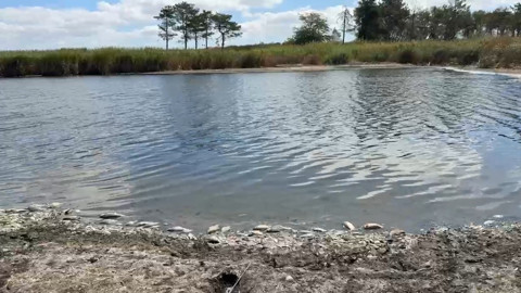 Tekirdağ Muratlı’daki Kırkkepenekli Göleti’nde su seviyesi düştü, çok sayıda balık öldü