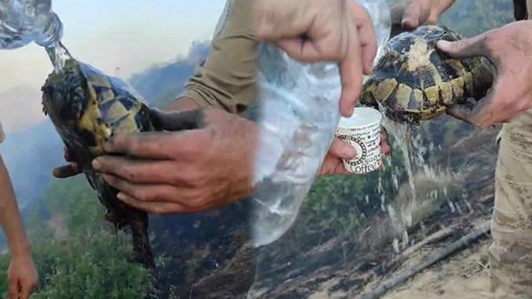 Diyarbakır-Bingöl sınırındaki orman yangınında kaplumbağa ekiplerce kurtarıldı