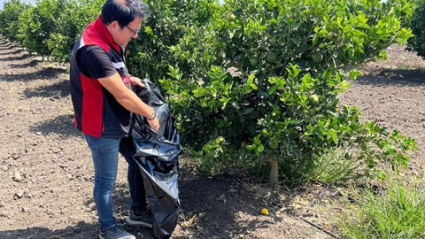 Adana’da 47.7 dereceyi bulan sıcaklıkta yanan turunçgiller Akdeniz Meyve Sineği riskine karşı toplatıldı