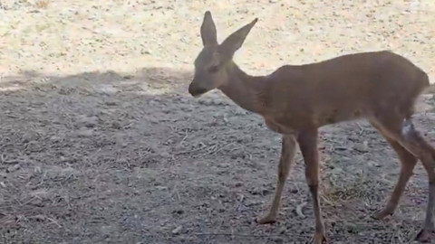 Tekirdağ’dan Çanakkale’ye sıçrayan orman yangınında kırsala sığınan karaca tedavisinin ardından doğaya bırakıldı