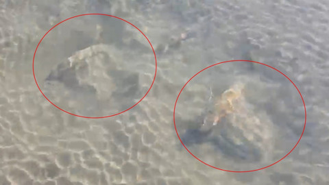 İznik Gölü’nde sular çekildi, Orhangazi sahilinde işlemeli taşlar ortaya çıktı