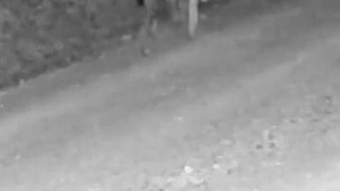 Fotokapana yansıyan anlarda, Türkiye’de ender görülen tür ağzındaki avıyla ormanda ilerlerken görüntülendi