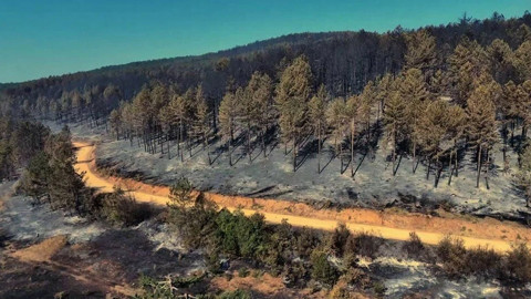 Doğa küle döndü: Karabük'te orman yangını sonrası acı manzara