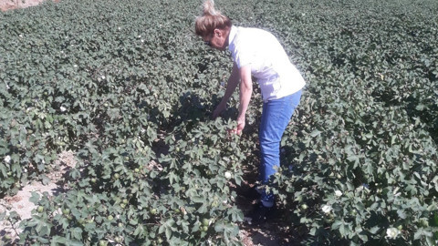 Aydın Söke'de ağaçlara asılan tuzaklarda artış gözlendi, ekipler üreticilere uyarılarda bulundu