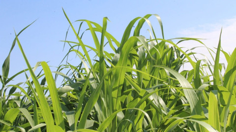 Tokat’ta sorgum-sudan otu yüksek verimiyle çiftçiye kazandırıyor, hayvancılığın kaba yem ihtiyacını karşılıyor