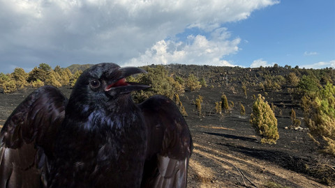 20 saatin sonunda kontrol altına alındı! Dikkat çeken 'karga iddiası'